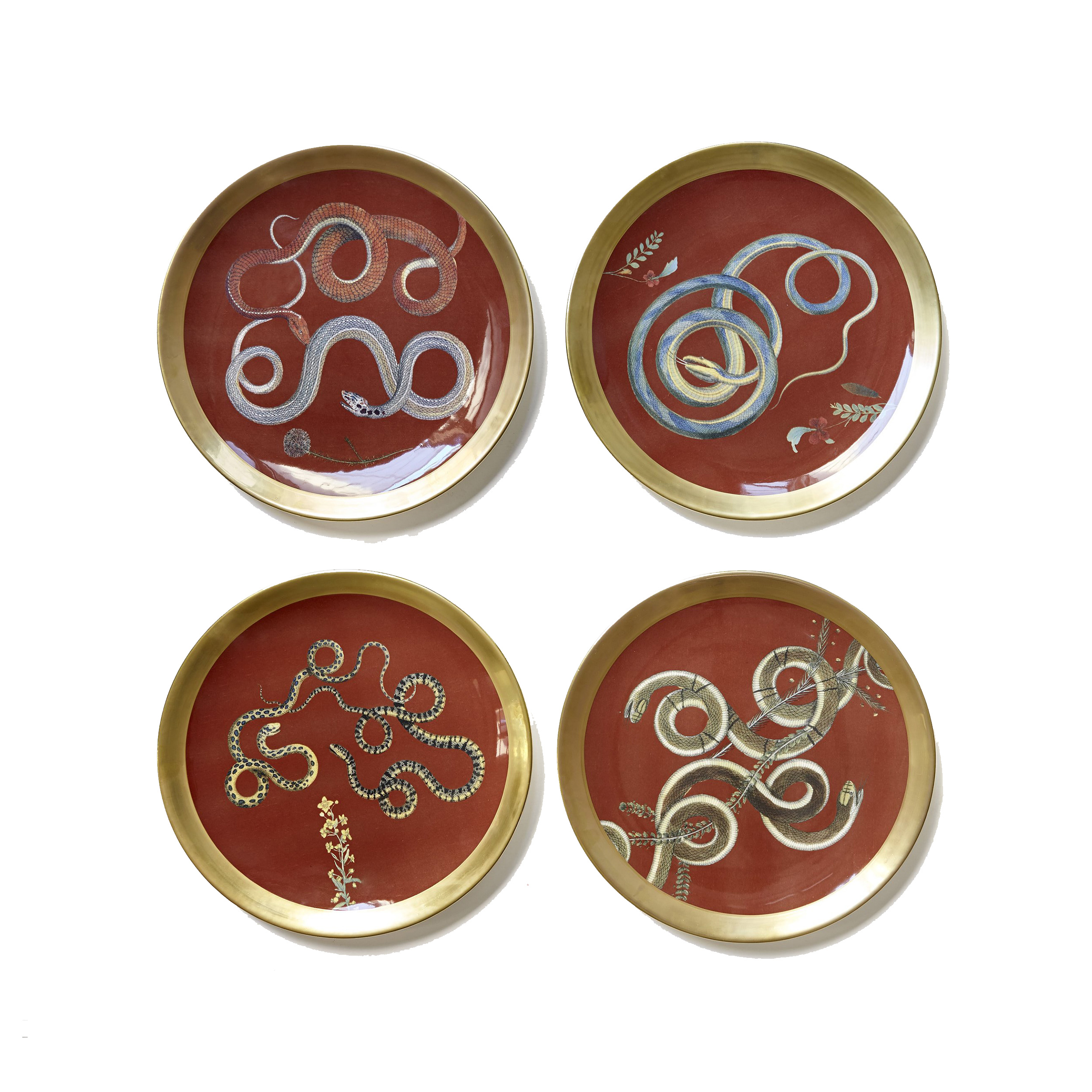 Laboratorio Paravicini Snake Plates