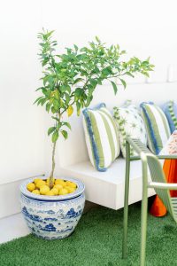Outdoor decor, potted lemon